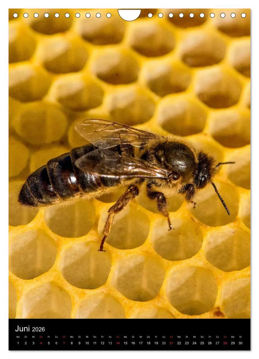 Bild: 9783516457025 | Bienen (Wandkalender 2026 DIN A4 hoch), CALVENDO Monatskalender | 2026
