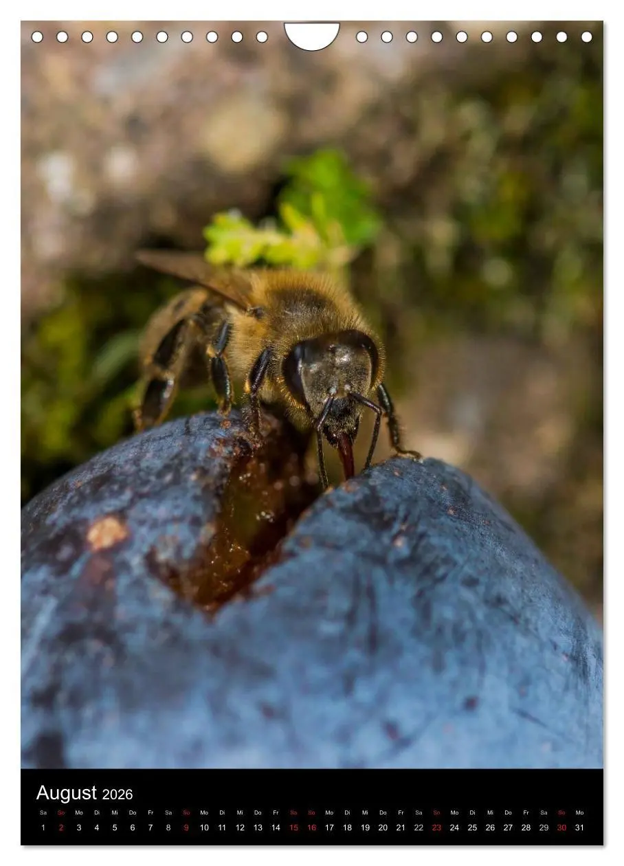 Bild: 9783516457025 | Bienen (Wandkalender 2026 DIN A4 hoch), CALVENDO Monatskalender | 2026