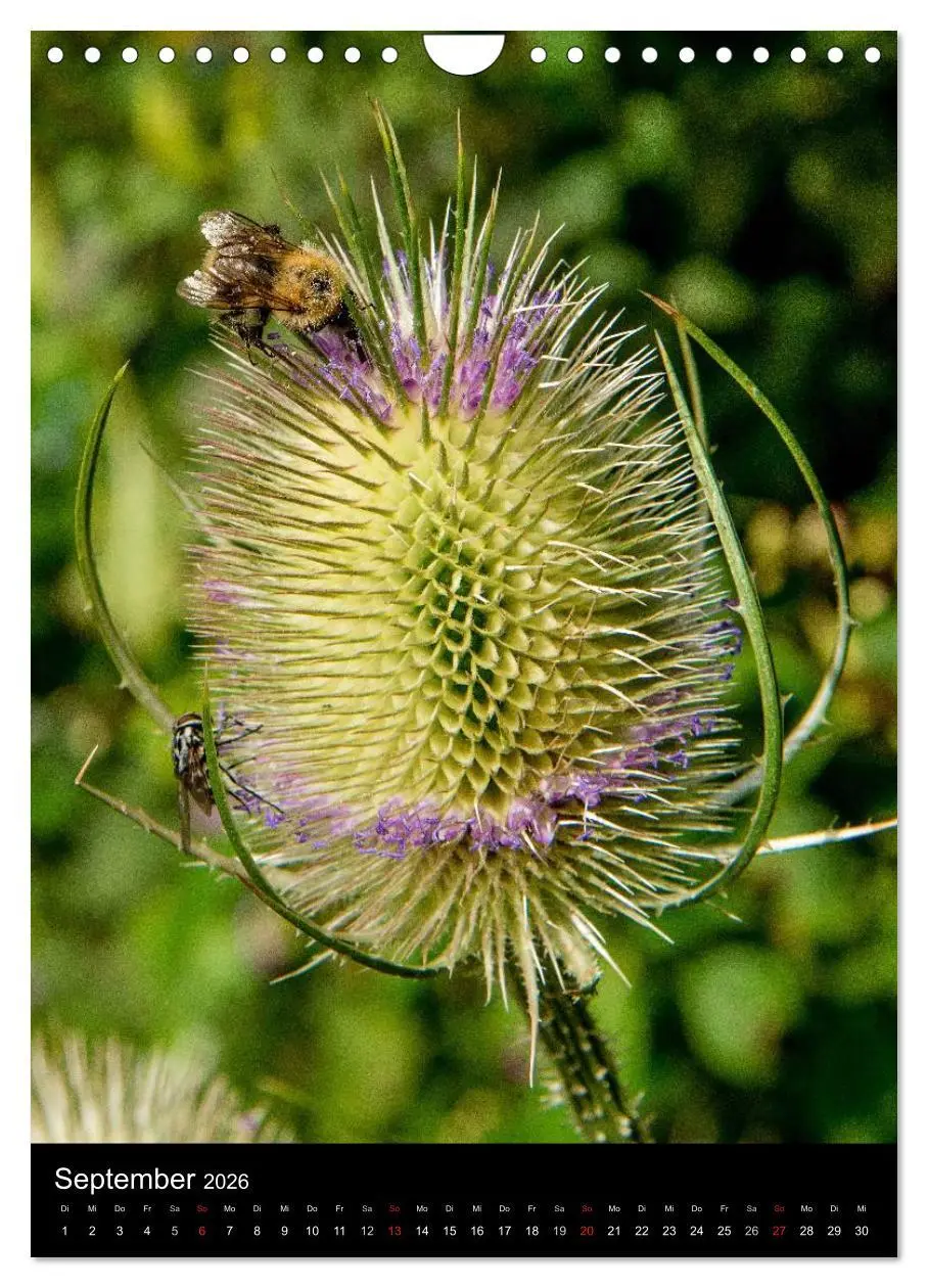 Bild: 9783516457025 | Bienen (Wandkalender 2026 DIN A4 hoch), CALVENDO Monatskalender | 2026