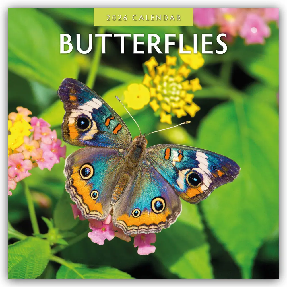 Cover: 9781804427125 | Butterflies 2026 Square Wall Calendar | Red Robin | Taschenbuch | 2026