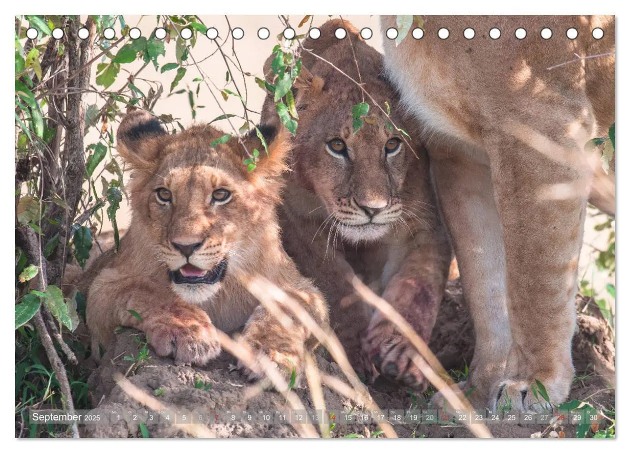 Bild: 9783435717125 | Löwen - Raubkatzen Afrikas (Tischkalender 2025 DIN A5 quer),...