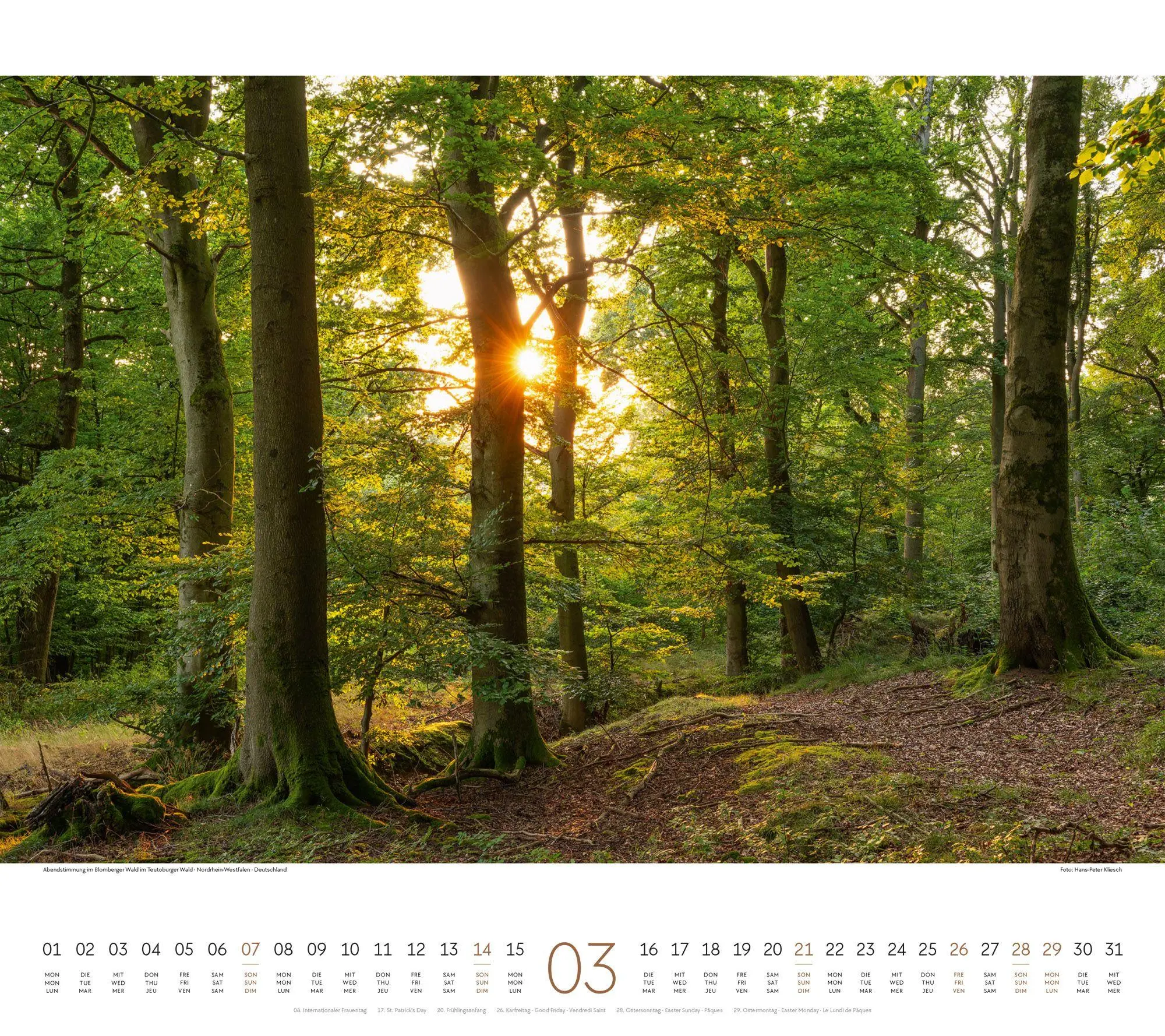 Bild: 9783838427225 | Wald Kalender 2027 | Ackermann Kunstverlag GmbH | Kalender | 14 S.