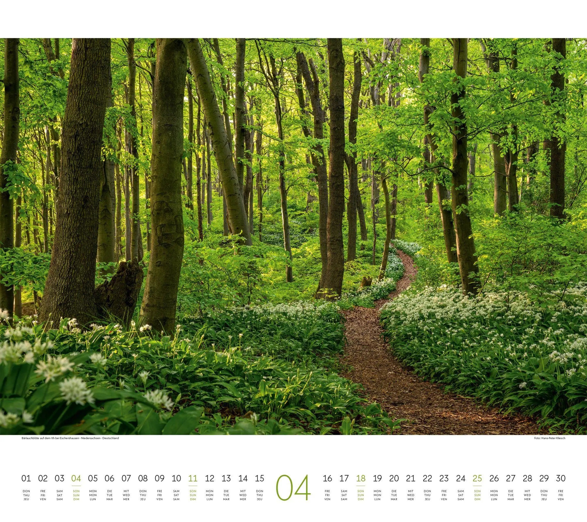 Bild: 9783838427225 | Wald Kalender 2027 | Ackermann Kunstverlag GmbH | Kalender | 14 S.