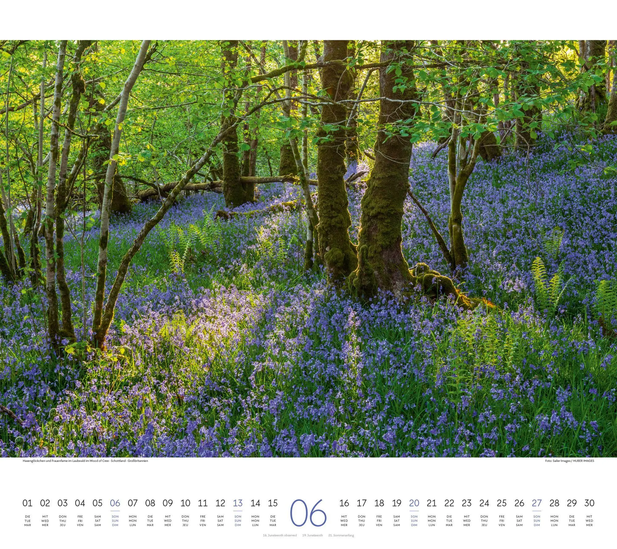 Bild: 9783838427225 | Wald Kalender 2027 | Ackermann Kunstverlag GmbH | Kalender | 14 S.