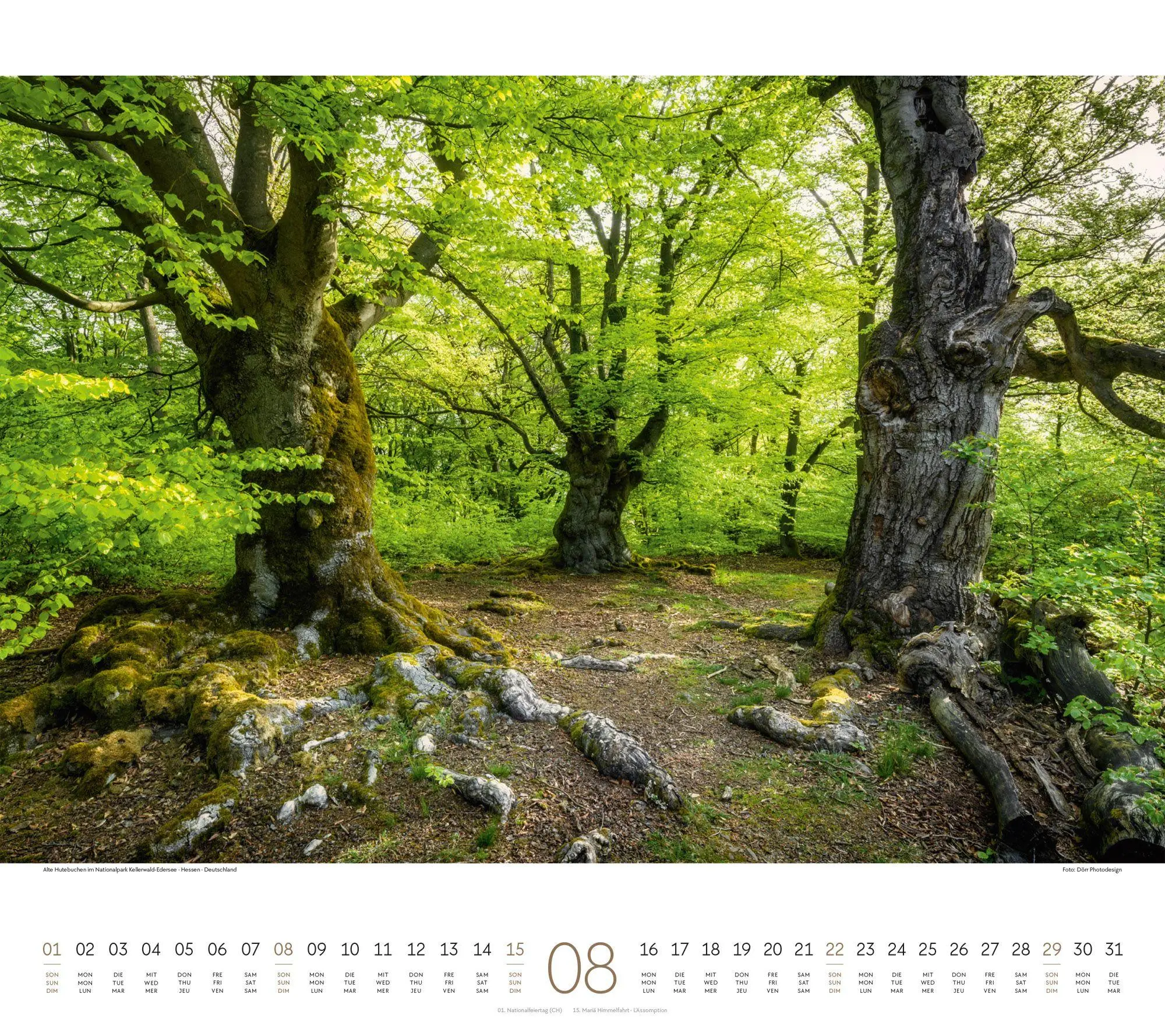 Bild: 9783838427225 | Wald Kalender 2027 | Ackermann Kunstverlag GmbH | Kalender | 14 S.