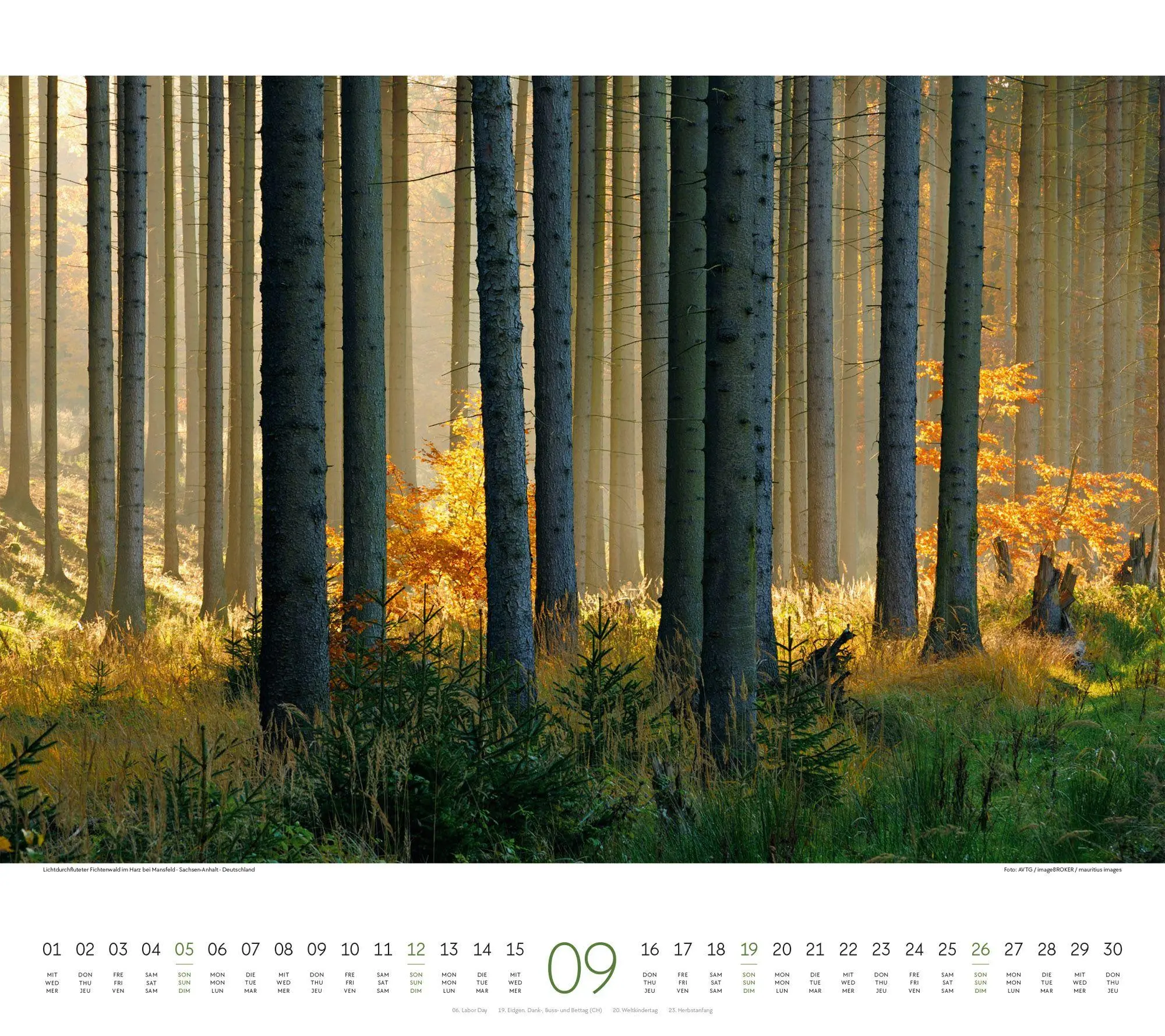Bild: 9783838427225 | Wald Kalender 2027 | Ackermann Kunstverlag GmbH | Kalender | 14 S.