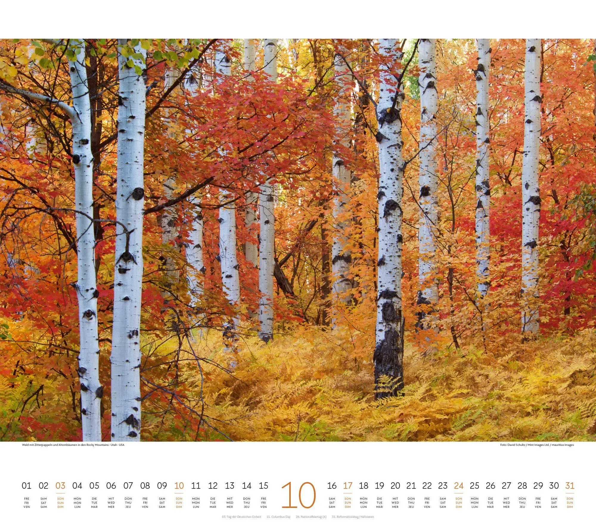 Bild: 9783838427225 | Wald Kalender 2027 | Ackermann Kunstverlag GmbH | Kalender | 14 S.