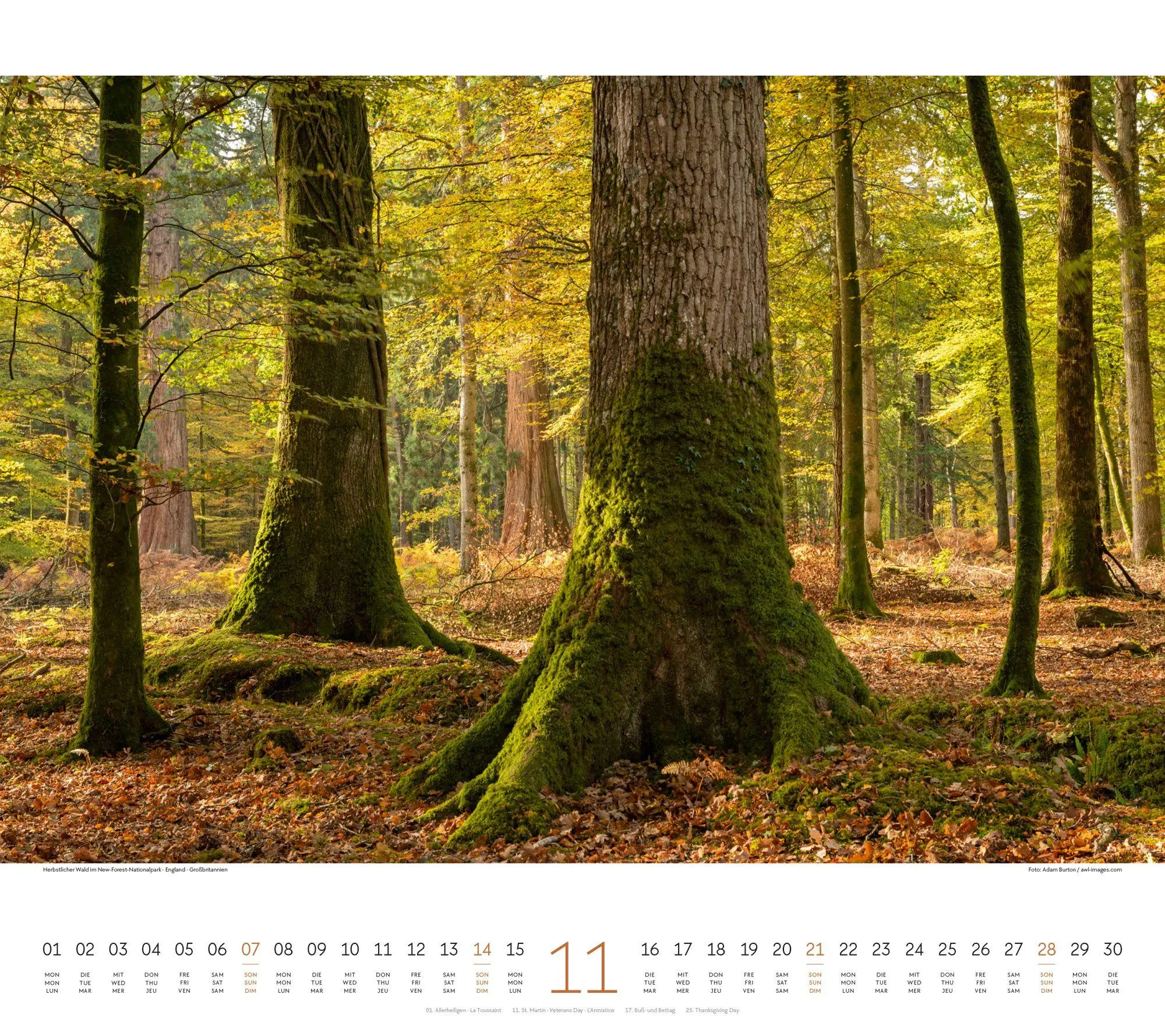 Bild: 9783838427225 | Wald Kalender 2027 | Ackermann Kunstverlag GmbH | Kalender | 14 S.