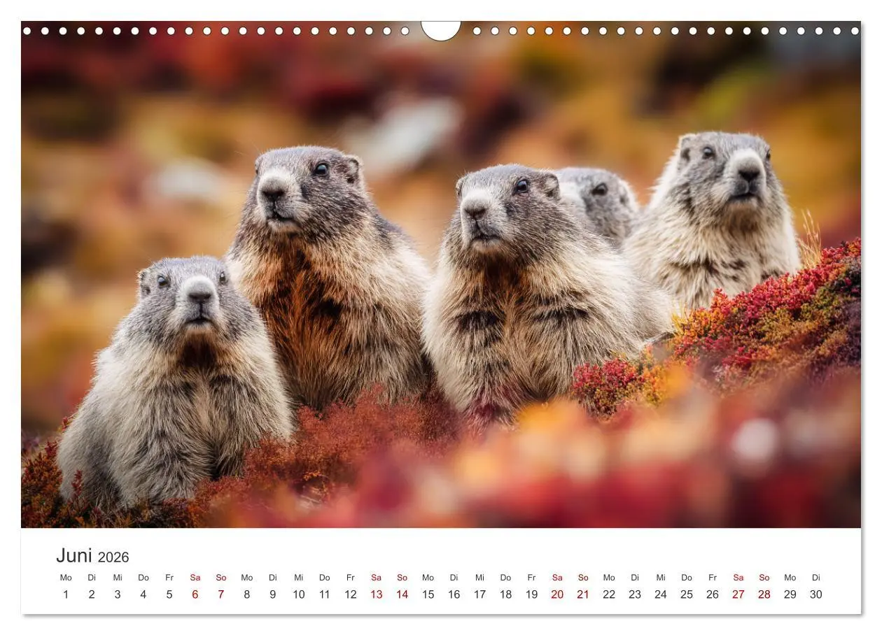 Bild: 9783516597325 | Alpenplüsch - Mit Murmeltieren durchs Jahr (Wandkalender 2026 DIN...