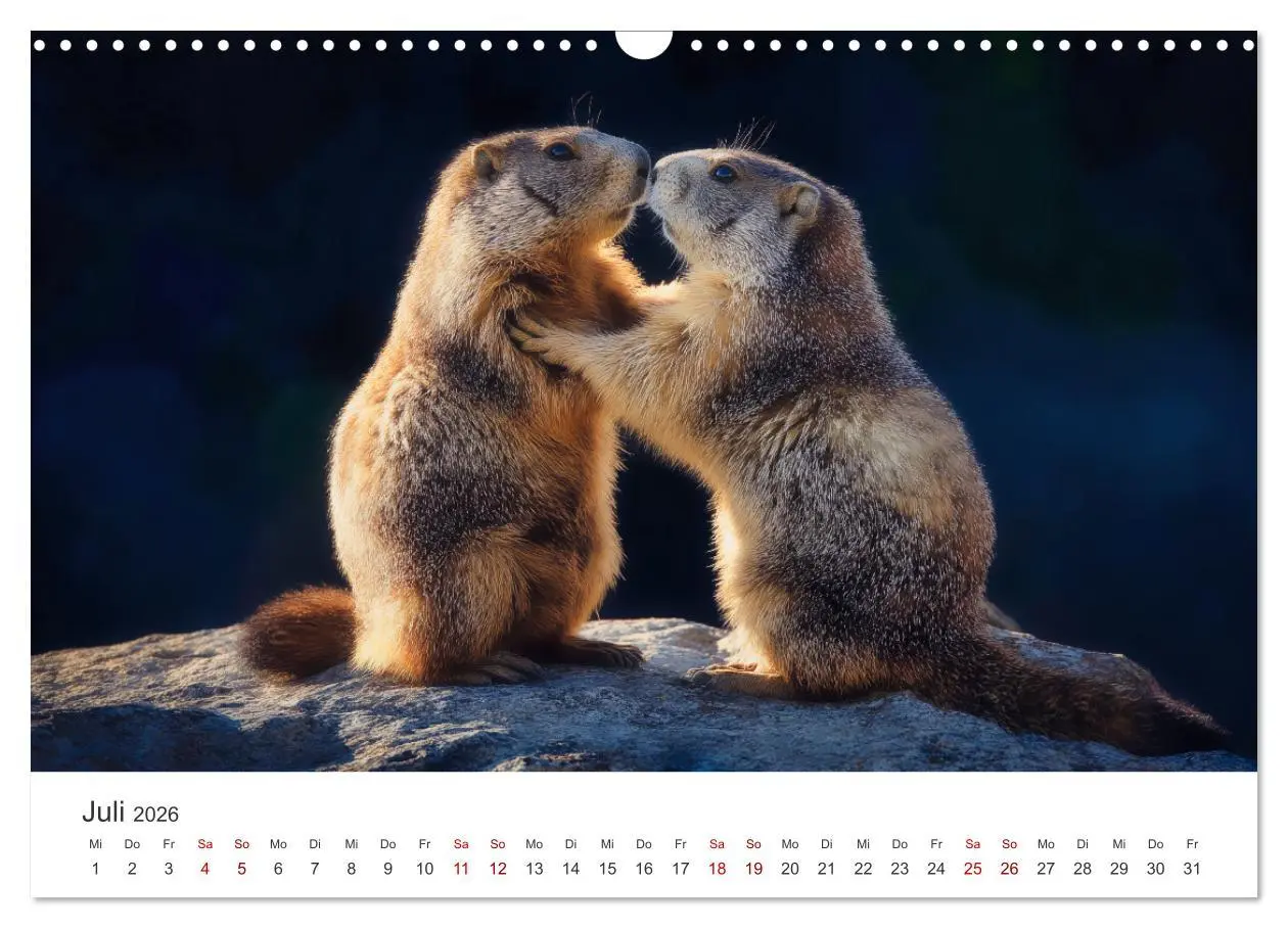 Bild: 9783516597325 | Alpenplüsch - Mit Murmeltieren durchs Jahr (Wandkalender 2026 DIN...
