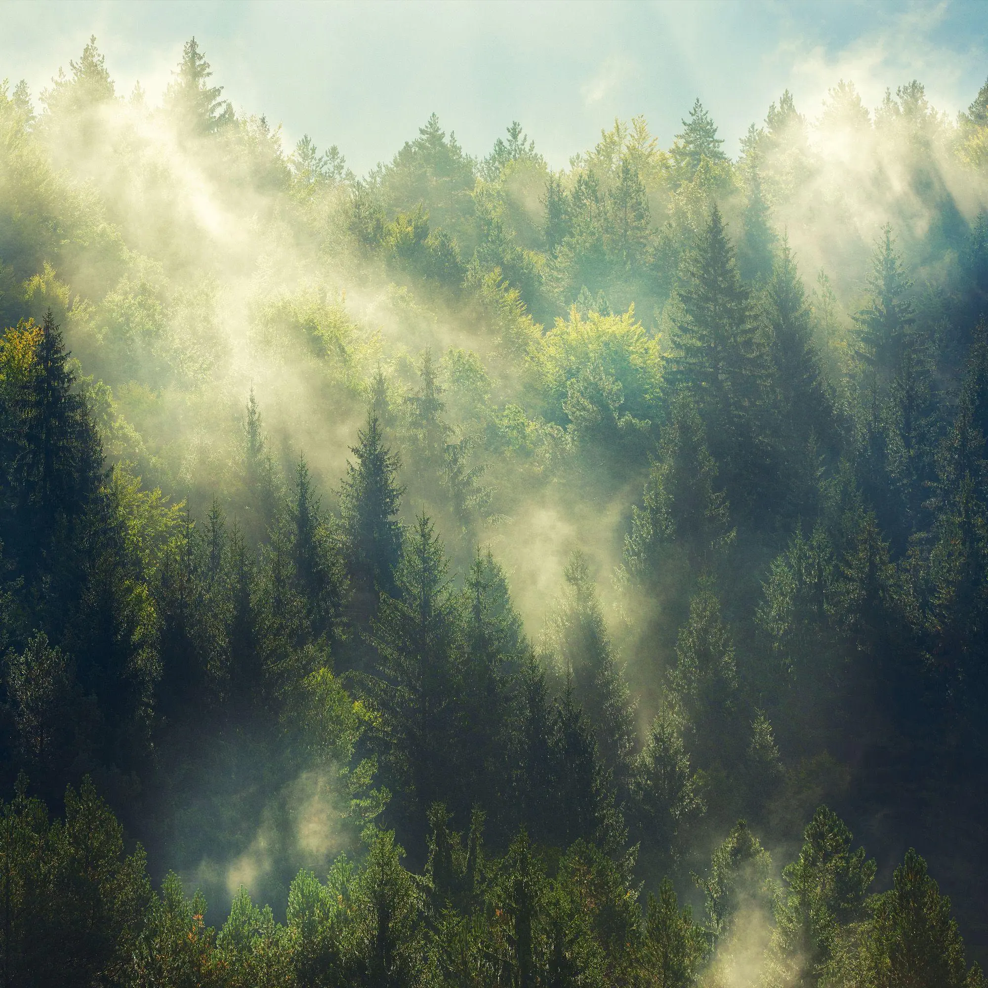 Bild: 9783959297325 | Unser Wald / Forest Nature 2027 | Kalender 2027 | Kalender | 28 S.