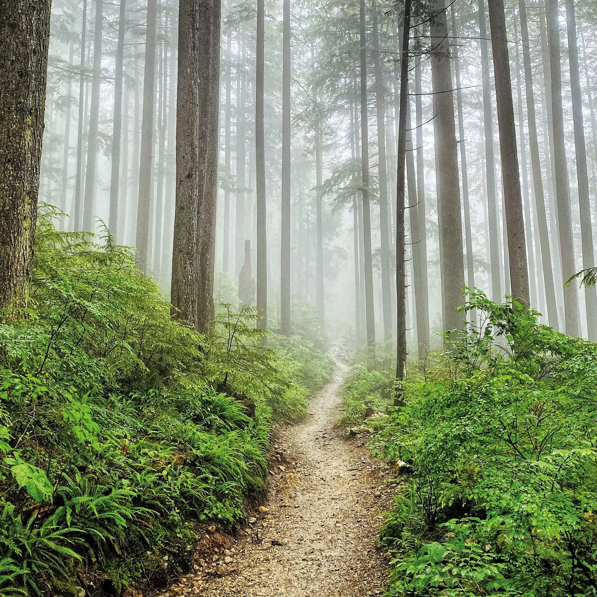 Bild: 9783959297325 | Unser Wald / Forest Nature 2027 | Kalender 2027 | Kalender | 28 S.