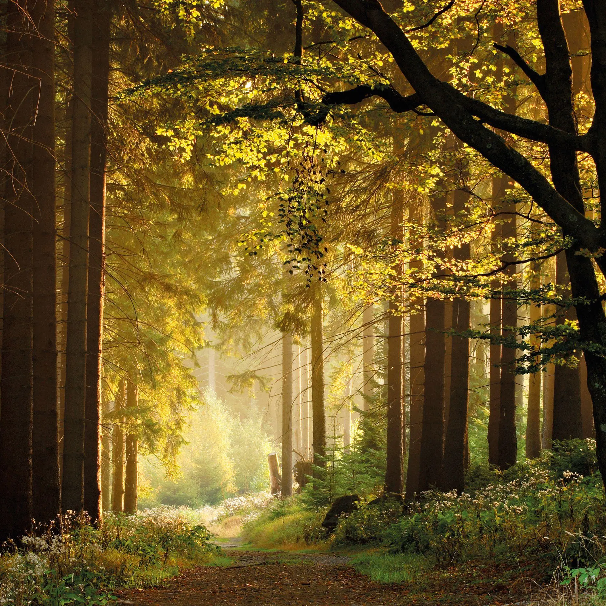 Bild: 9783959297325 | Unser Wald / Forest Nature 2027 | Kalender 2027 | Kalender | 28 S.