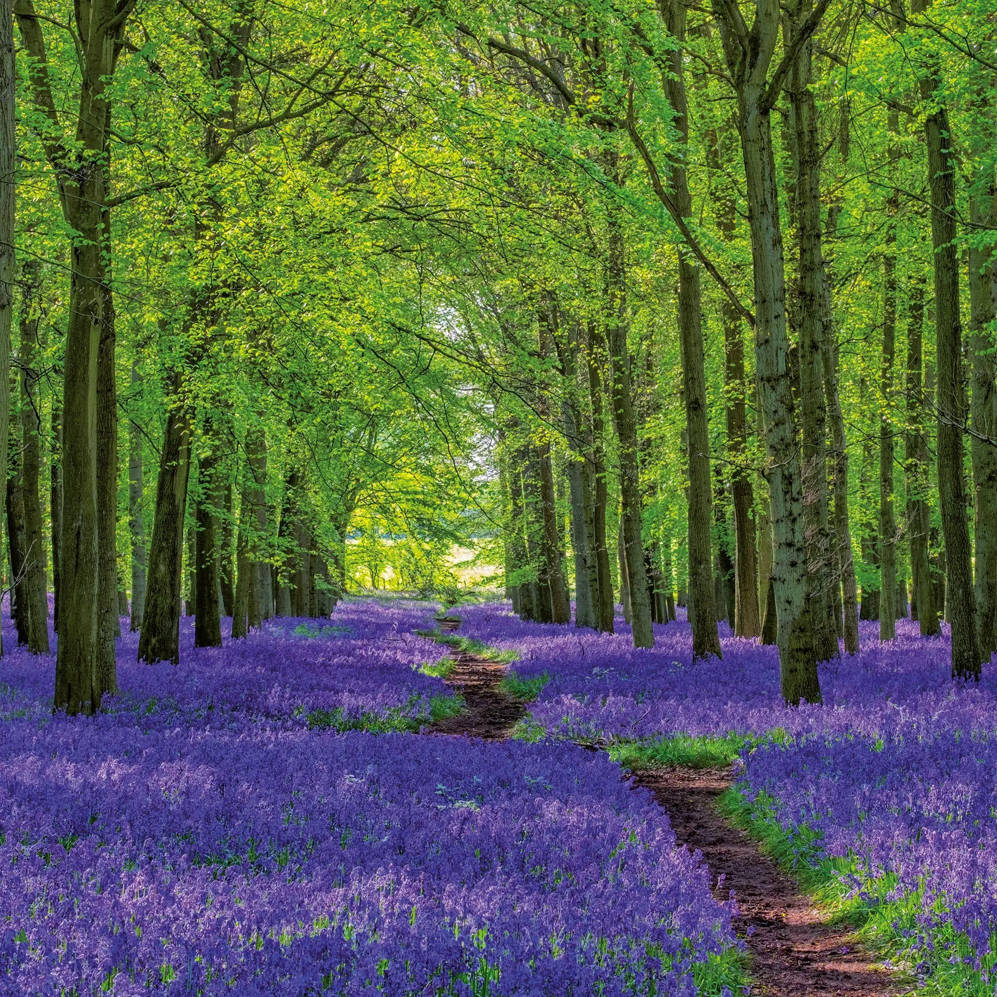 Bild: 9783959297325 | Unser Wald / Forest Nature 2027 | Kalender 2027 | Kalender | 28 S.