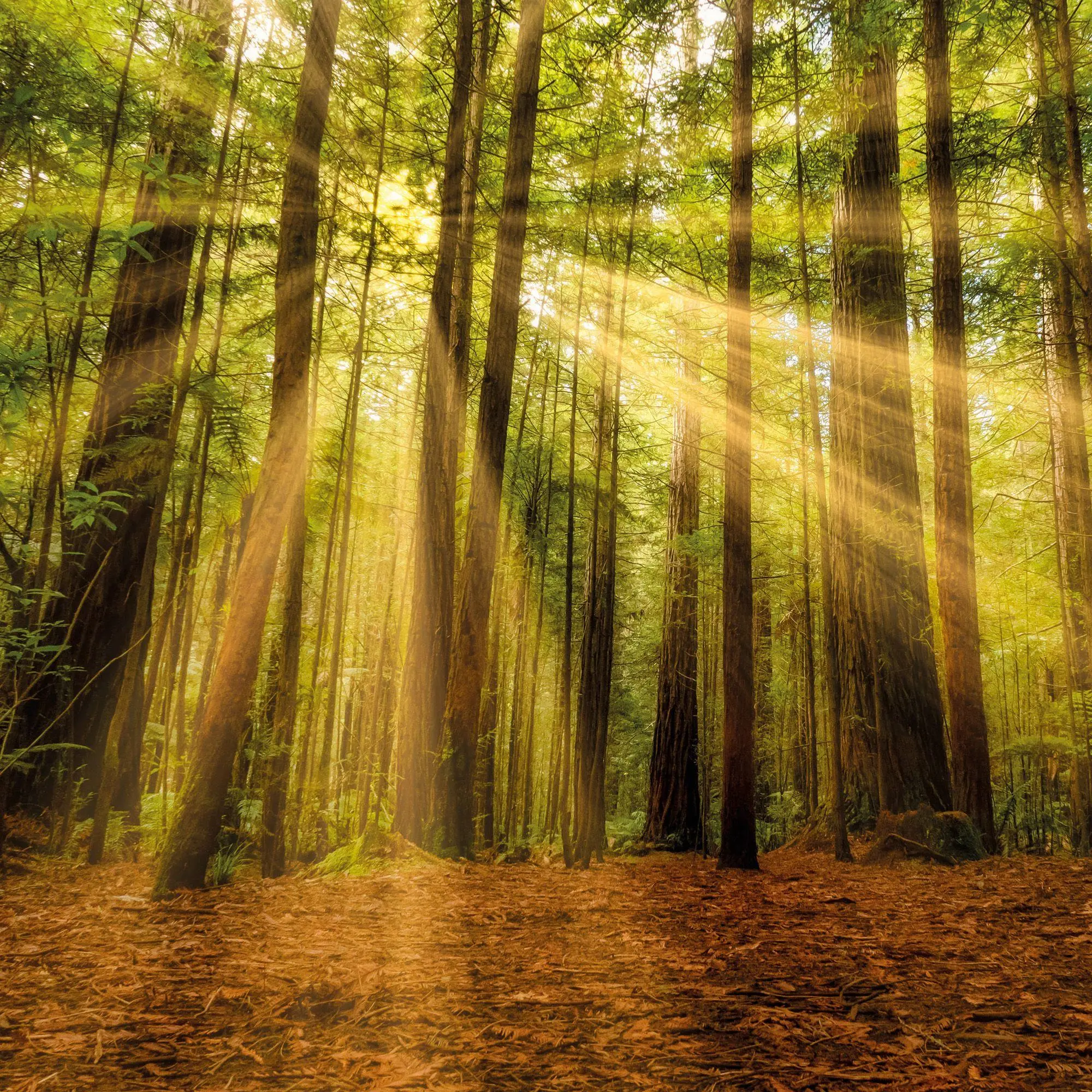 Bild: 9783959297325 | Unser Wald / Forest Nature 2027 | Kalender 2027 | Kalender | 28 S.