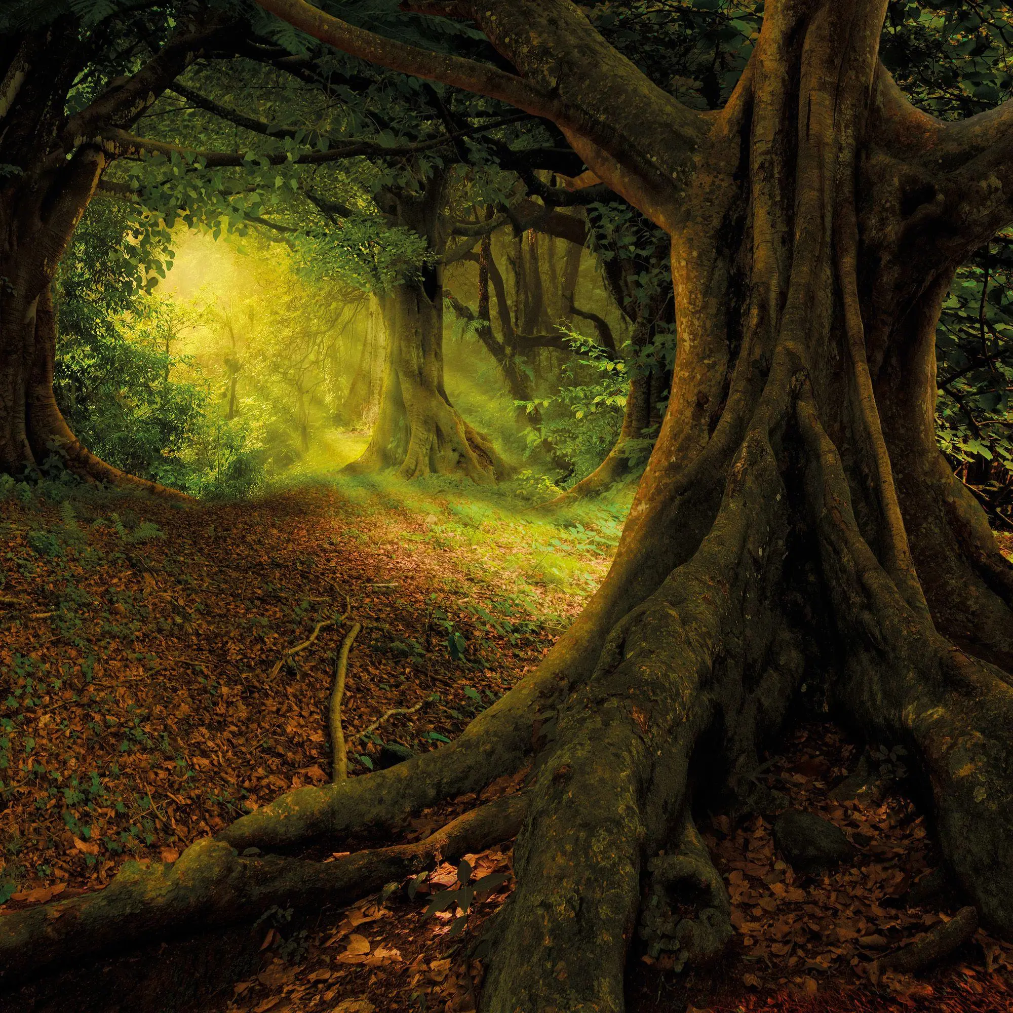 Bild: 9783959297325 | Unser Wald / Forest Nature 2027 | Kalender 2027 | Kalender | 28 S.