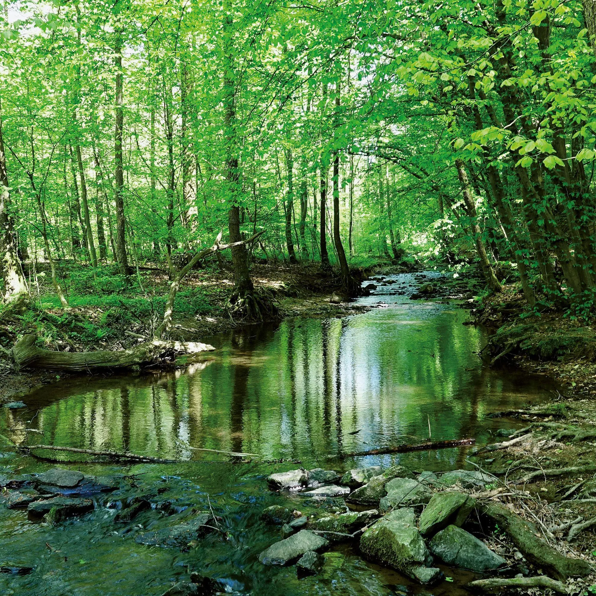 Bild: 9783959297325 | Unser Wald / Forest Nature 2027 | Kalender 2027 | Kalender | 28 S.