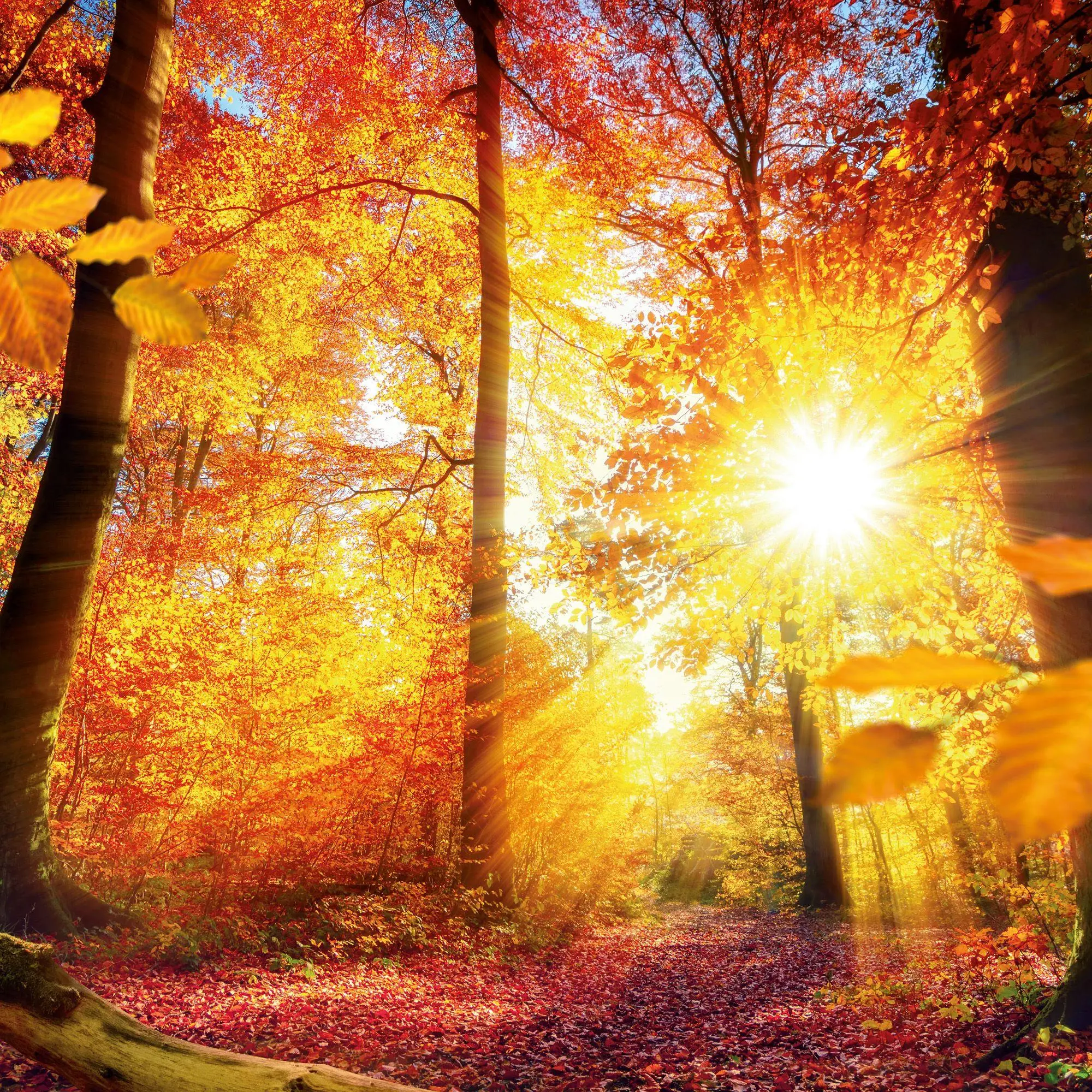Bild: 9783959297325 | Unser Wald / Forest Nature 2027 | Kalender 2027 | Kalender | 28 S.