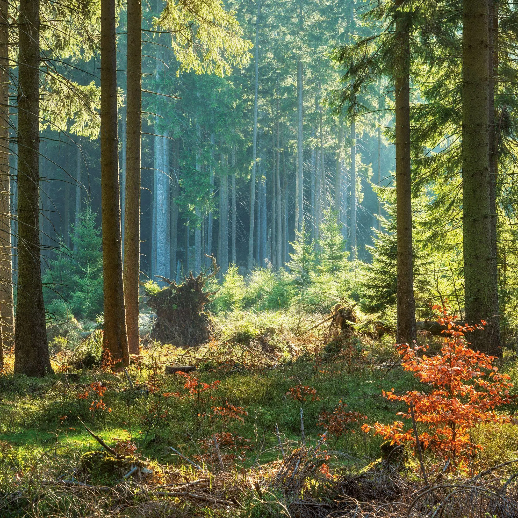 Bild: 9783959297325 | Unser Wald / Forest Nature 2027 | Kalender 2027 | Kalender | 28 S.