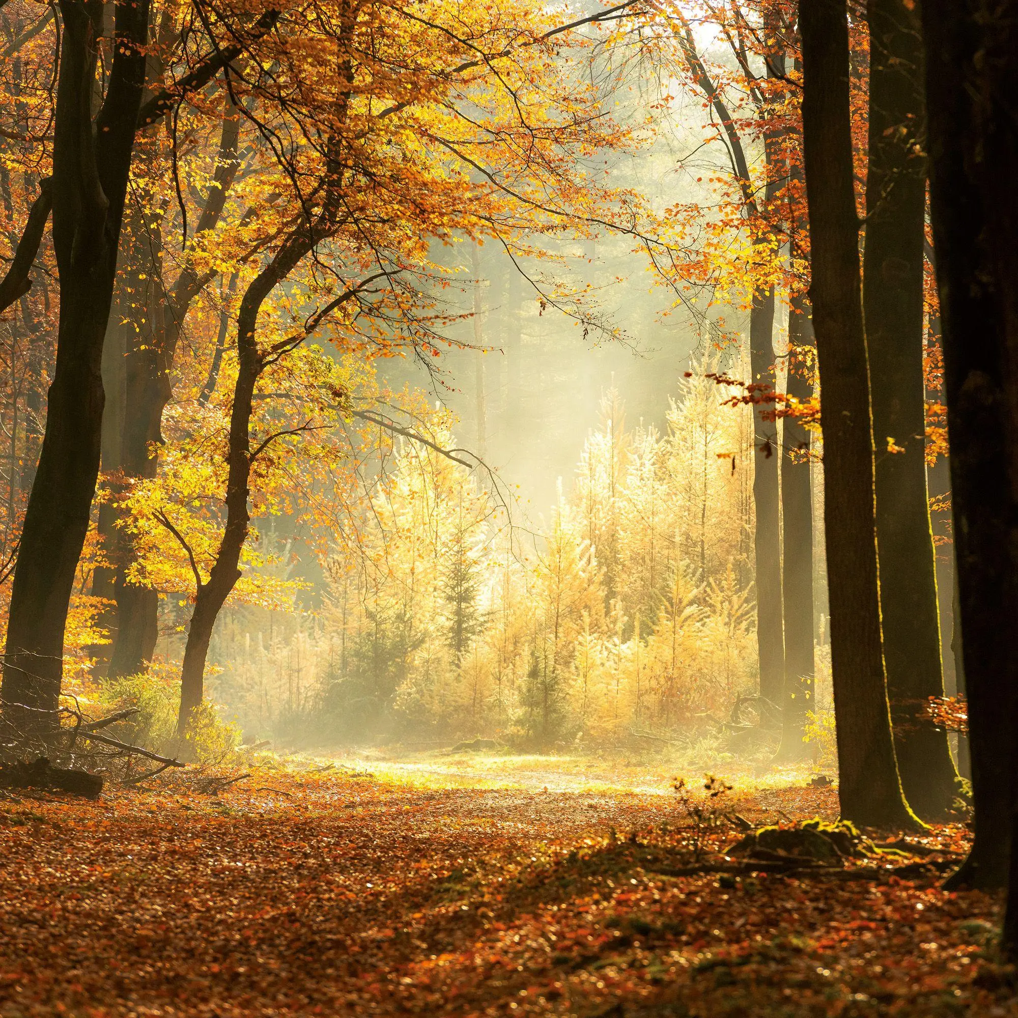 Bild: 9783959297325 | Unser Wald / Forest Nature 2027 | Kalender 2027 | Kalender | 28 S.
