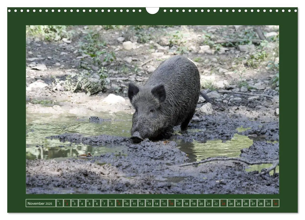 Bild: 9783435777525 | Schweinkram - Die Wildschweine sind los (Wandkalender 2025 DIN A3...