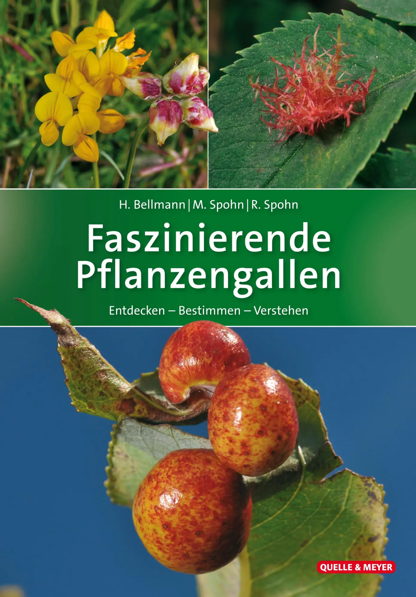 Cover: 9783494017525 | Faszinierende Pflanzengallen | Entdecken - Bestimmen - Verstehen Cover: 9783494017525 | Faszinierende Pflanzengallen | Entdecken - Bestimmen - Verstehen