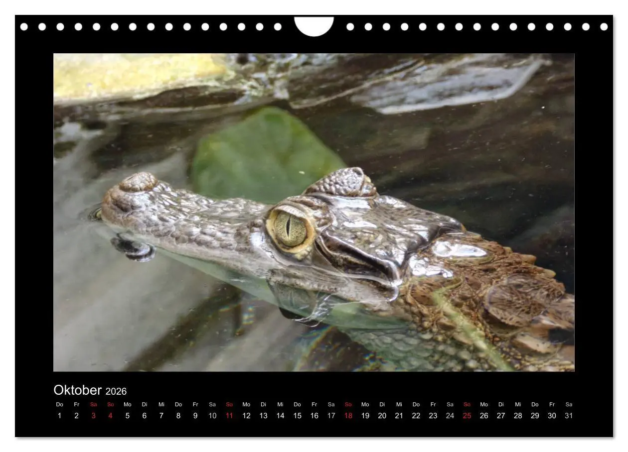 Bild: 9783516197525 | Faszinierende Reptilien (Wandkalender 2026 DIN A4 quer), CALVENDO...