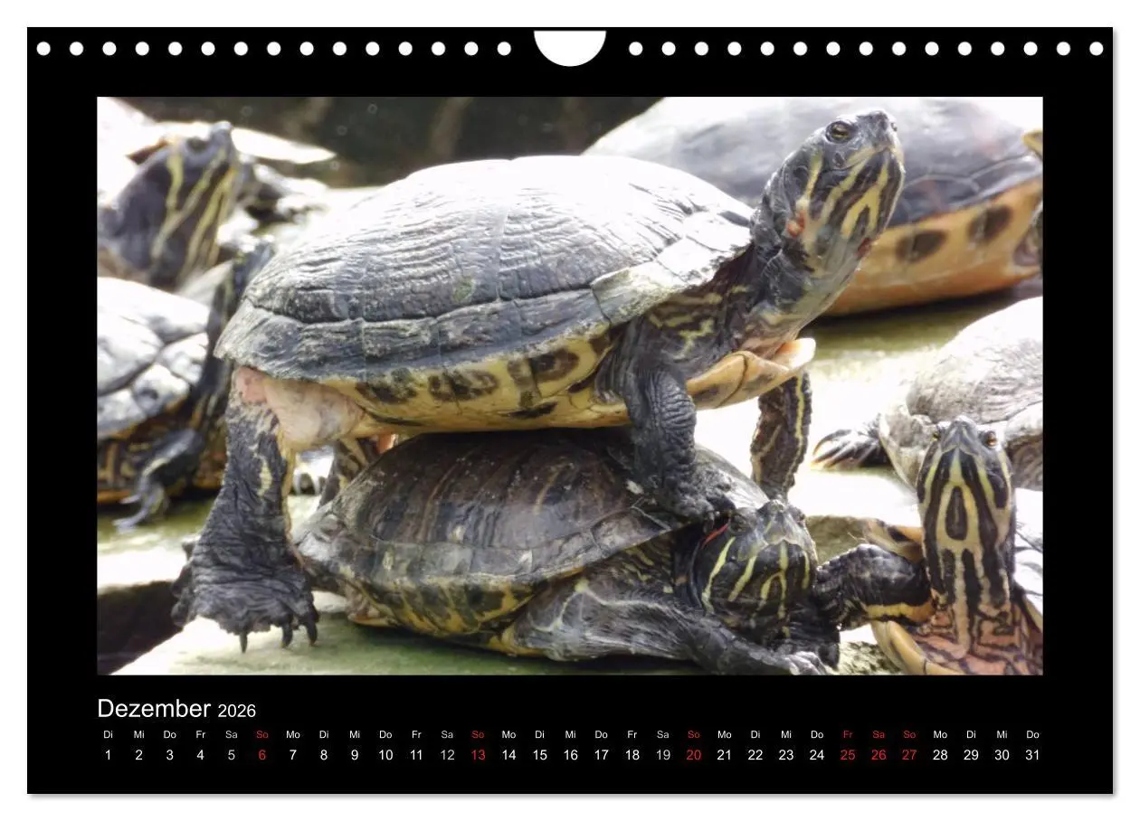 Bild: 9783516197525 | Faszinierende Reptilien (Wandkalender 2026 DIN A4 quer), CALVENDO...