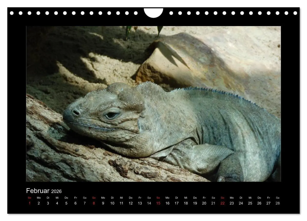 Bild: 9783516197525 | Faszinierende Reptilien (Wandkalender 2026 DIN A4 quer), CALVENDO...