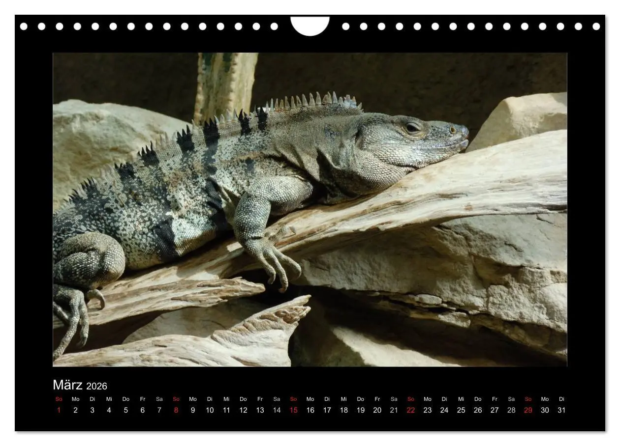 Bild: 9783516197525 | Faszinierende Reptilien (Wandkalender 2026 DIN A4 quer), CALVENDO...