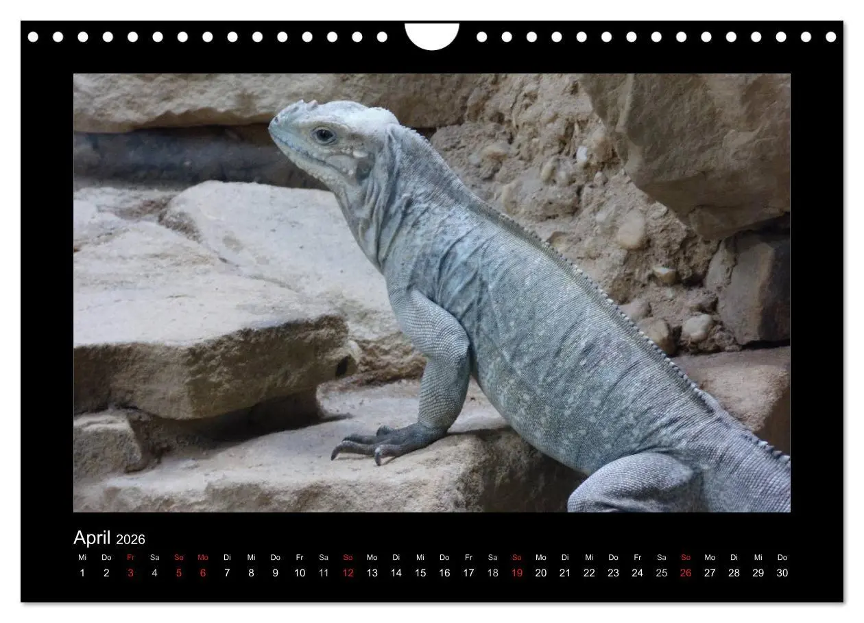 Bild: 9783516197525 | Faszinierende Reptilien (Wandkalender 2026 DIN A4 quer), CALVENDO...