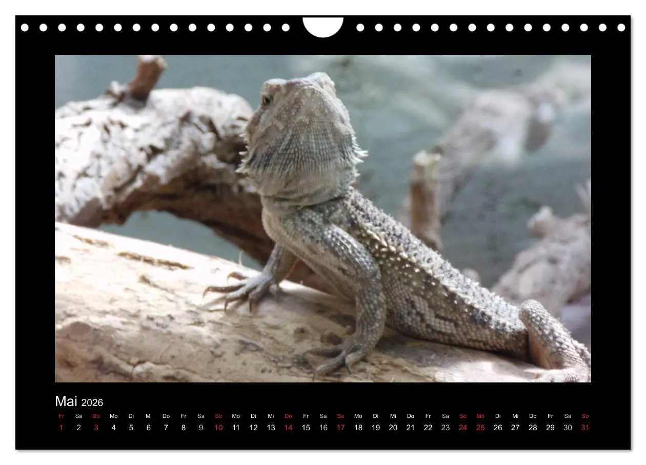 Bild: 9783516197525 | Faszinierende Reptilien (Wandkalender 2026 DIN A4 quer), CALVENDO...