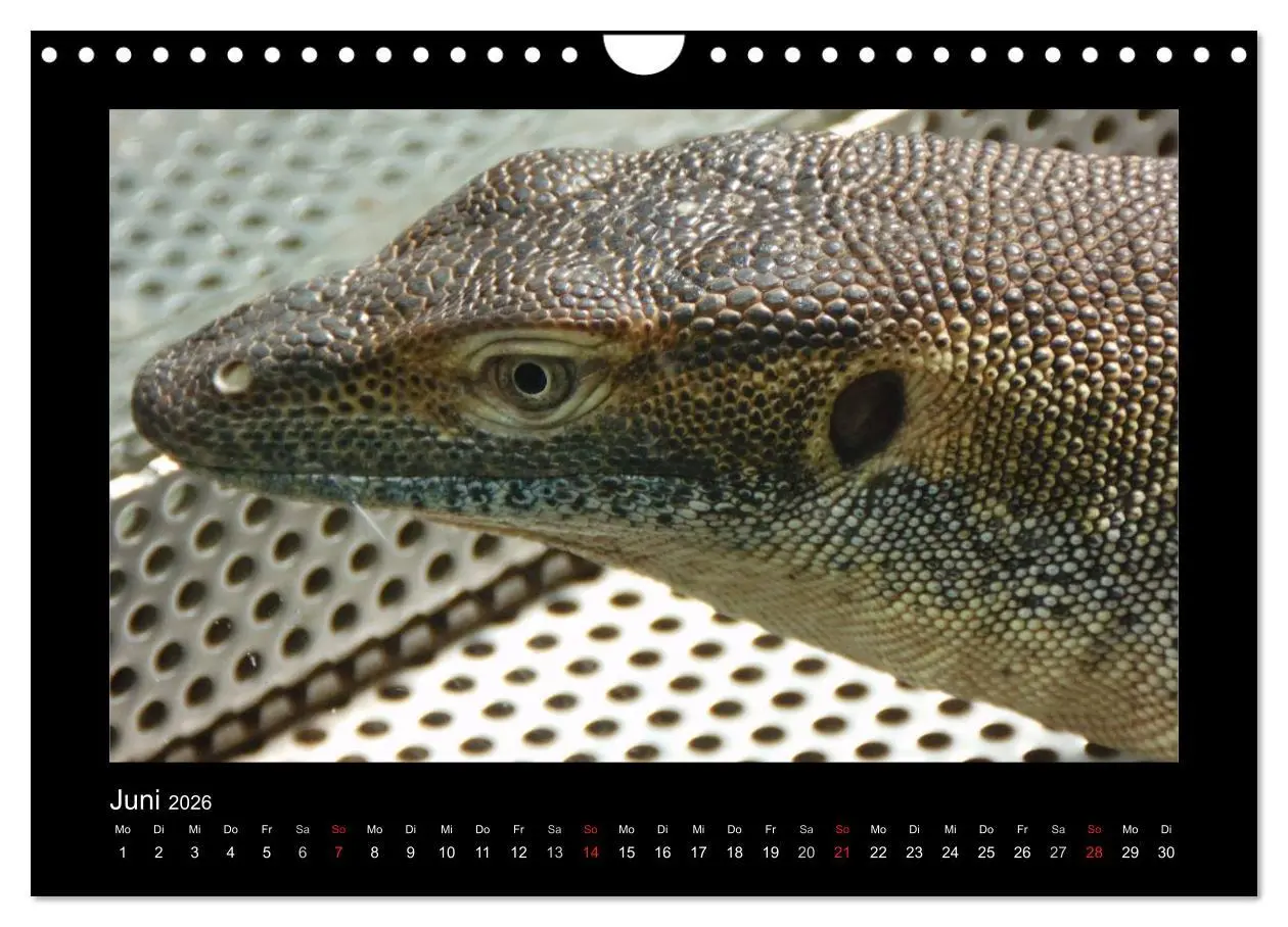 Bild: 9783516197525 | Faszinierende Reptilien (Wandkalender 2026 DIN A4 quer), CALVENDO...