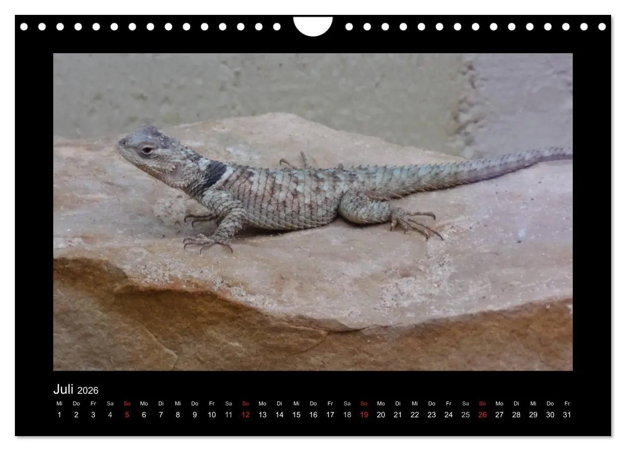 Bild: 9783516197525 | Faszinierende Reptilien (Wandkalender 2026 DIN A4 quer), CALVENDO...