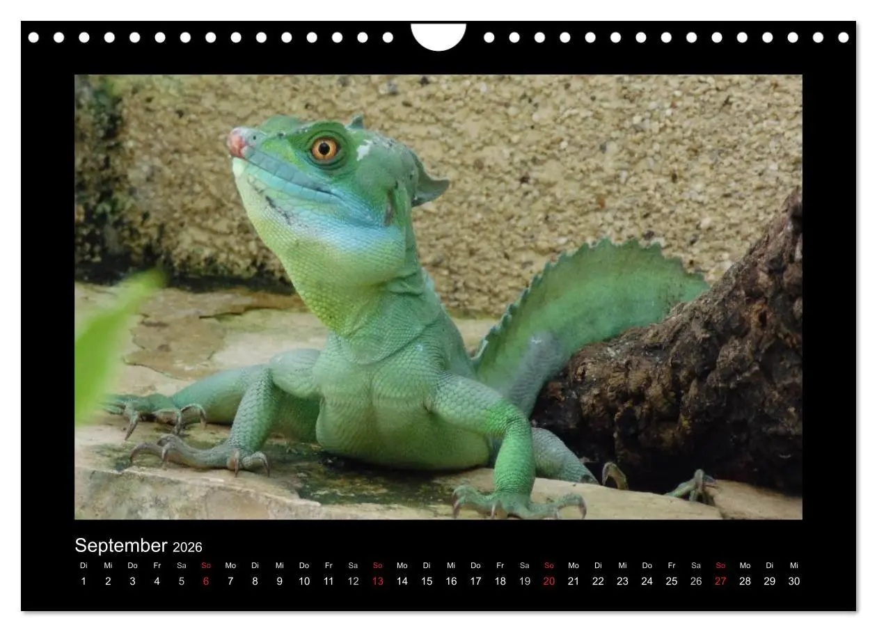 Bild: 9783516197525 | Faszinierende Reptilien (Wandkalender 2026 DIN A4 quer), CALVENDO...