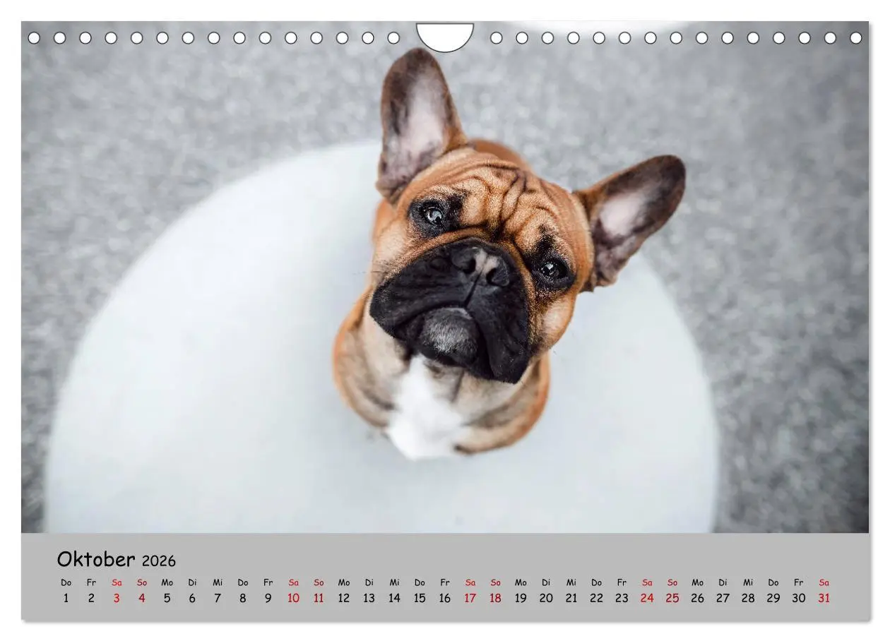 Bild: 9783457787625 | Französische Bulldogge - Clowns auf vier Pfoten (Wandkalender 2026...