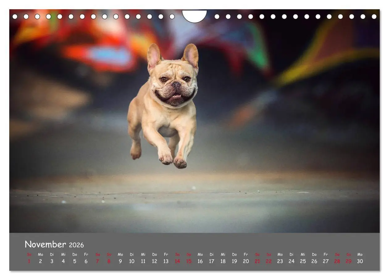 Bild: 9783457787625 | Französische Bulldogge - Clowns auf vier Pfoten (Wandkalender 2026...