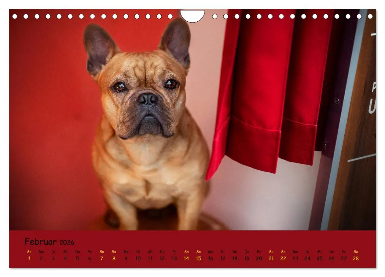 Bild: 9783457787625 | Französische Bulldogge - Clowns auf vier Pfoten (Wandkalender 2026...