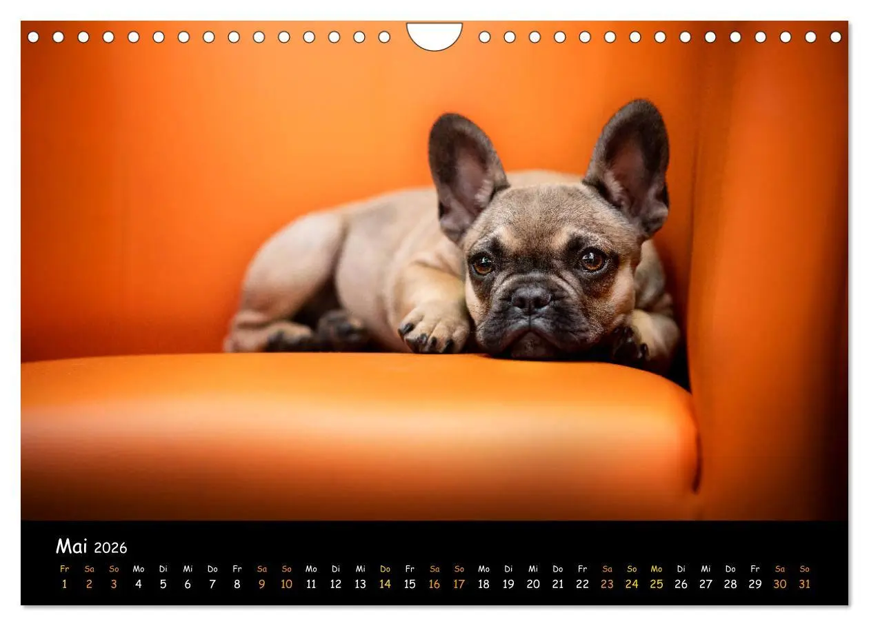 Bild: 9783457787625 | Französische Bulldogge - Clowns auf vier Pfoten (Wandkalender 2026...