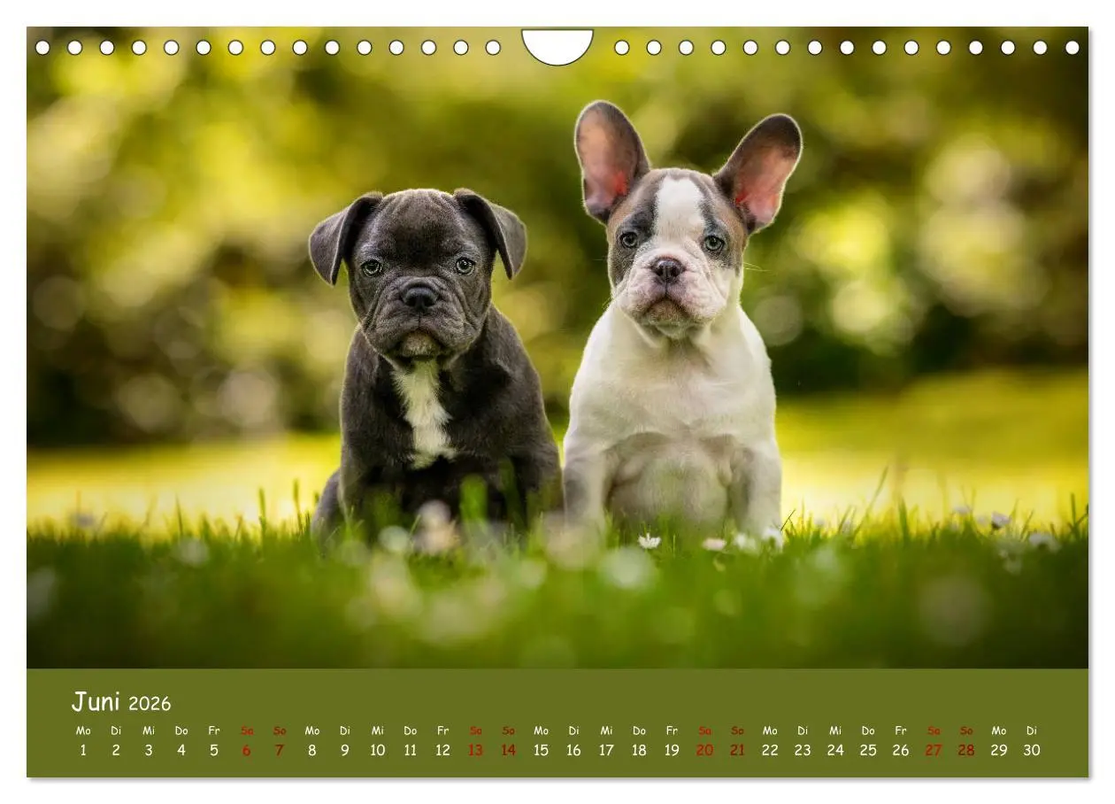 Bild: 9783457787625 | Französische Bulldogge - Clowns auf vier Pfoten (Wandkalender 2026...