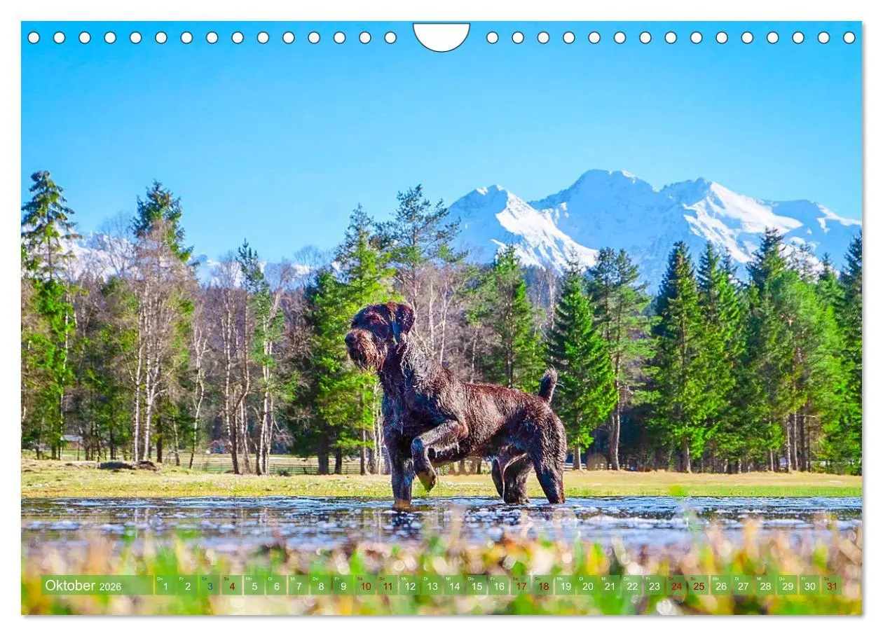 Bild: 9783457777725 | Deutsch Drahthaar - Ein Jahr mit Max (Wandkalender 2026 DIN A4...