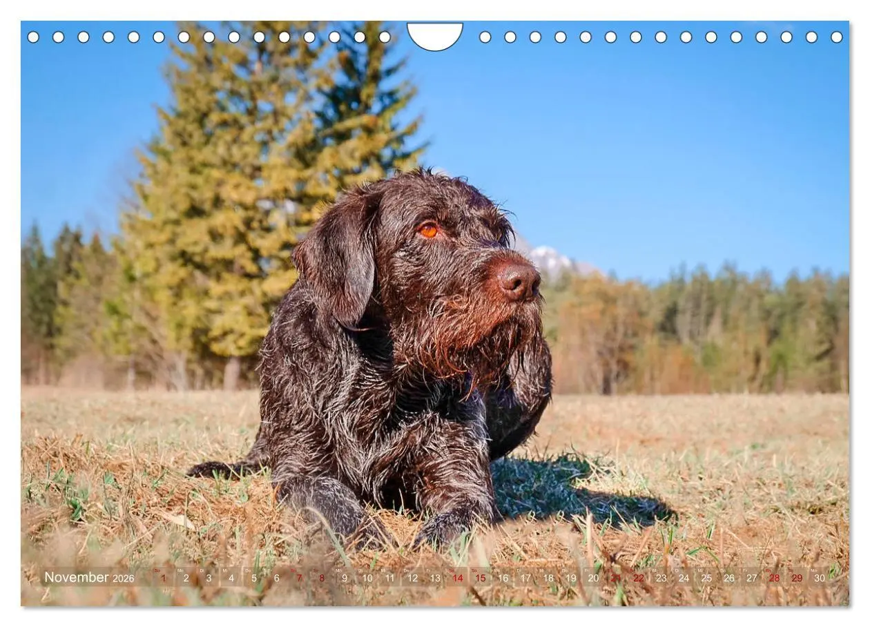 Bild: 9783457777725 | Deutsch Drahthaar - Ein Jahr mit Max (Wandkalender 2026 DIN A4...