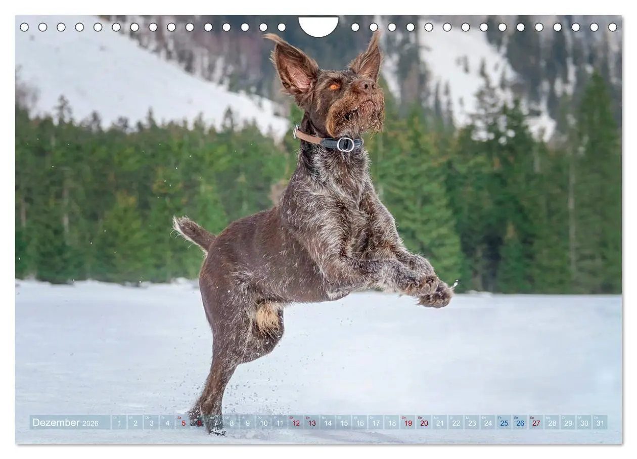 Bild: 9783457777725 | Deutsch Drahthaar - Ein Jahr mit Max (Wandkalender 2026 DIN A4...