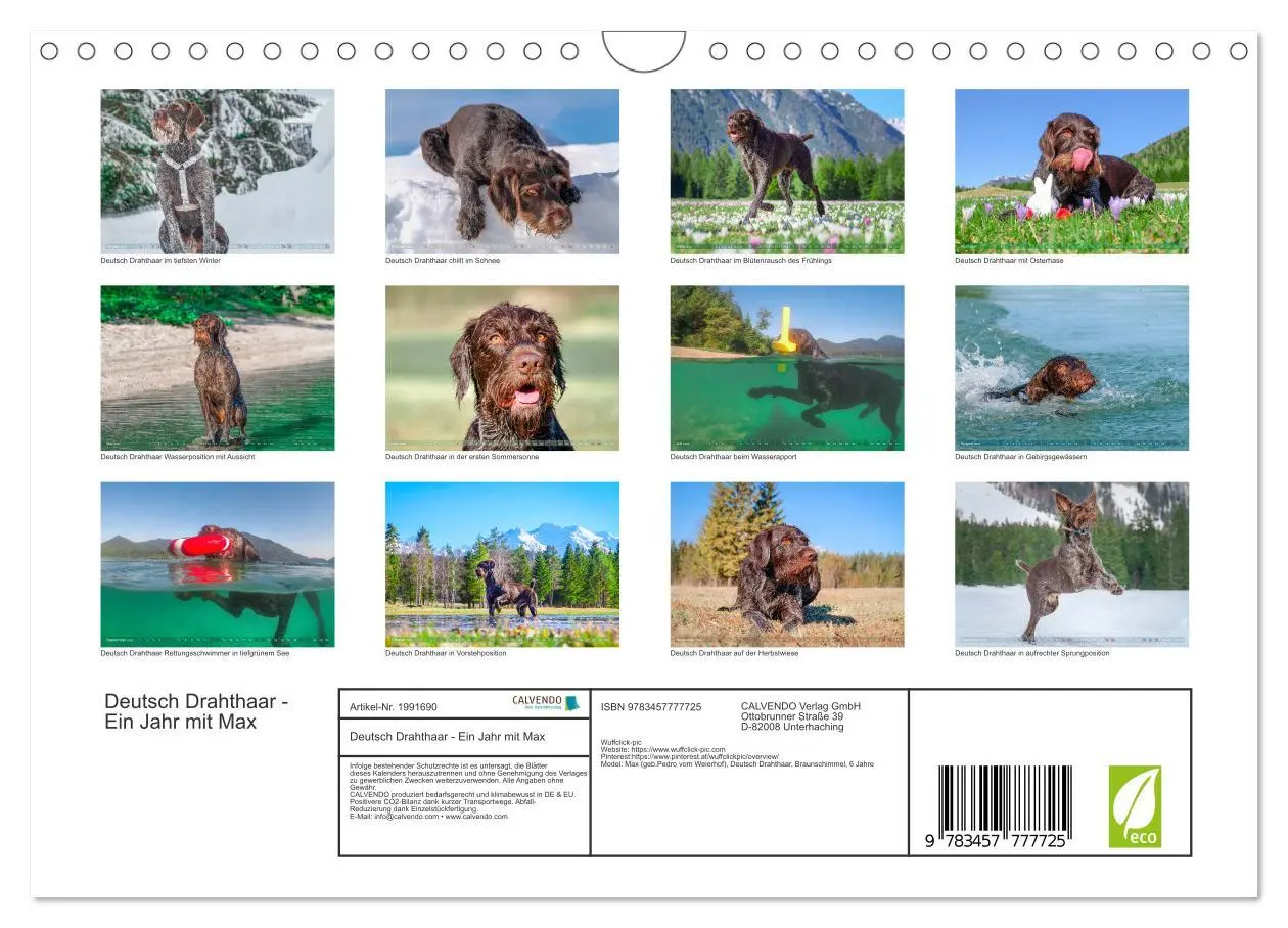 Bild: 9783457777725 | Deutsch Drahthaar - Ein Jahr mit Max (Wandkalender 2026 DIN A4...