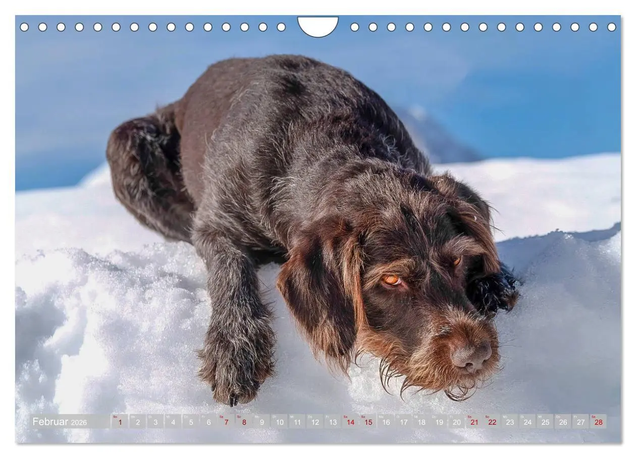 Bild: 9783457777725 | Deutsch Drahthaar - Ein Jahr mit Max (Wandkalender 2026 DIN A4...