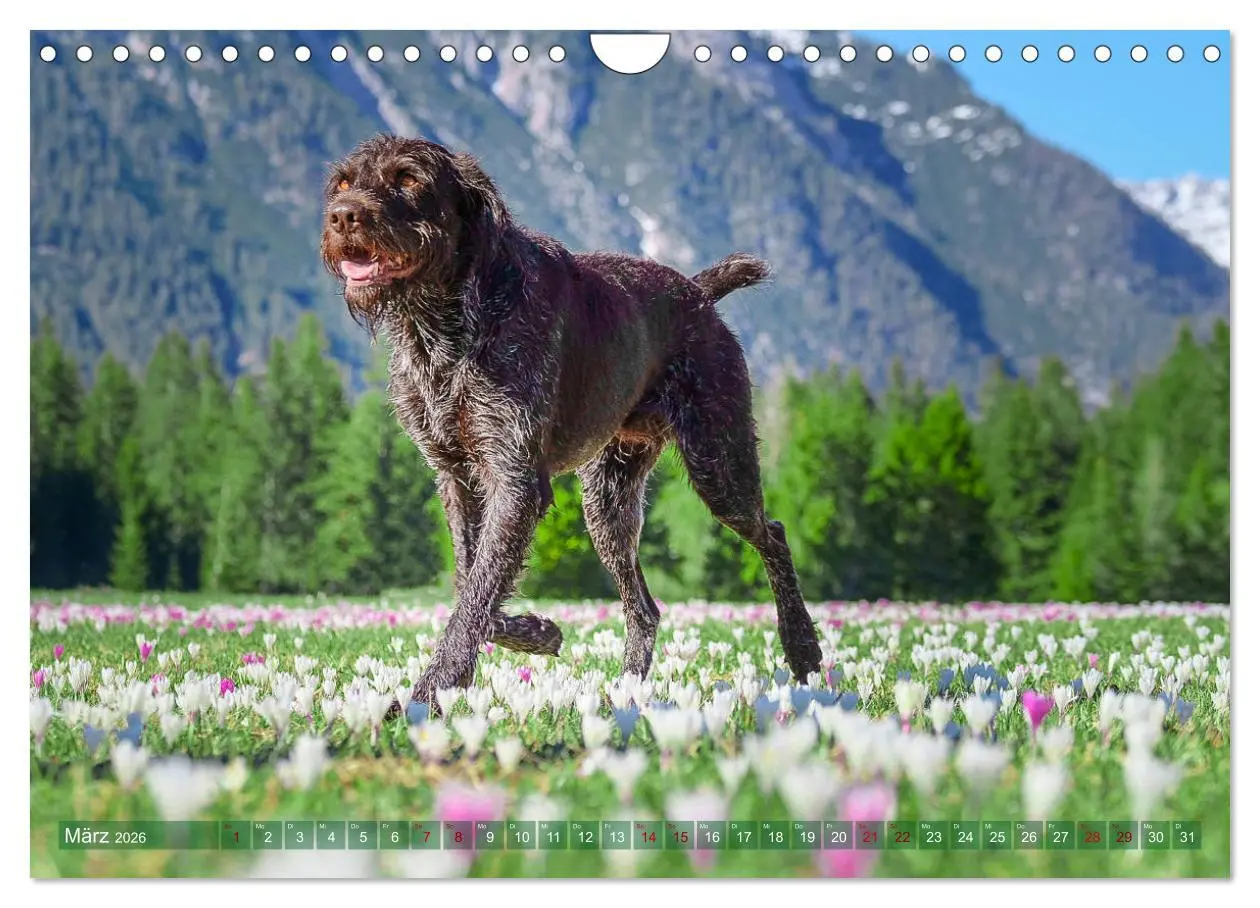 Bild: 9783457777725 | Deutsch Drahthaar - Ein Jahr mit Max (Wandkalender 2026 DIN A4...