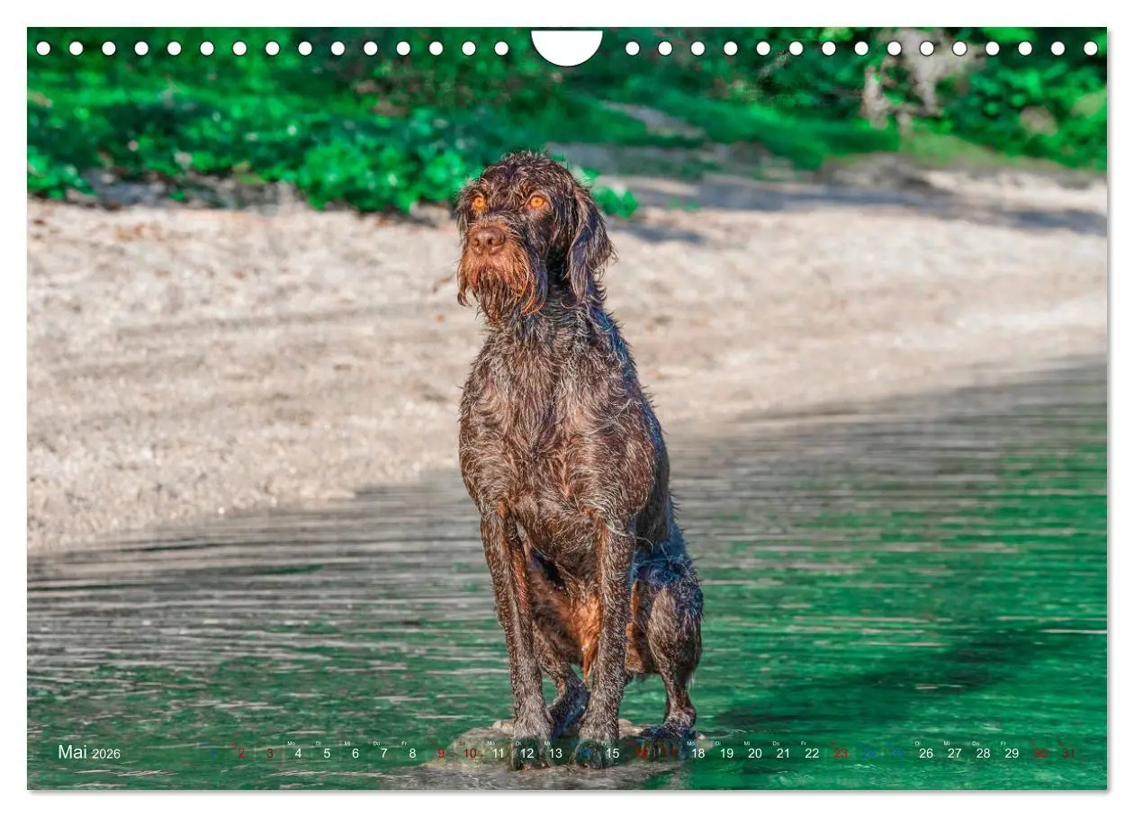 Bild: 9783457777725 | Deutsch Drahthaar - Ein Jahr mit Max (Wandkalender 2026 DIN A4...