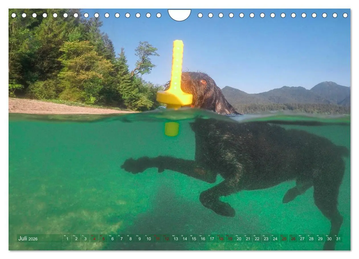 Bild: 9783457777725 | Deutsch Drahthaar - Ein Jahr mit Max (Wandkalender 2026 DIN A4...