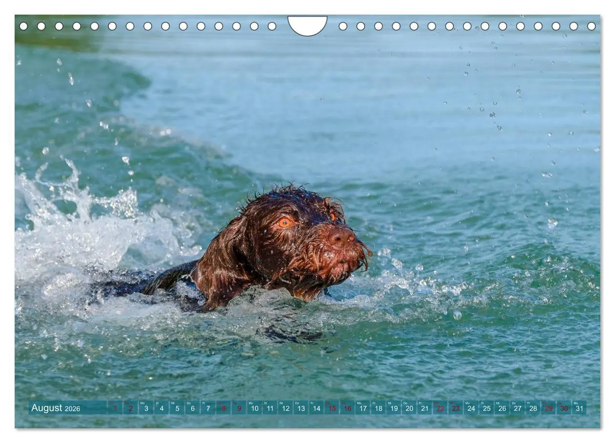 Bild: 9783457777725 | Deutsch Drahthaar - Ein Jahr mit Max (Wandkalender 2026 DIN A4...