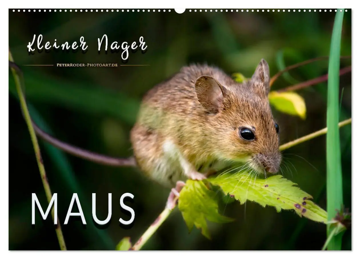 Cover: 9783457837825 | Kleiner Nager - Maus (Wandkalender 2026 DIN A2 quer), CALVENDO...